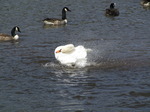 SX03581 Bathing mute swan (Cygnus Olor) with Canada geese (Branta Canadensis) in background.jpg